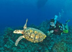Turtle and diver. Grand Cayman. D70, 10.5 fisheye lens. by David Heidemann 